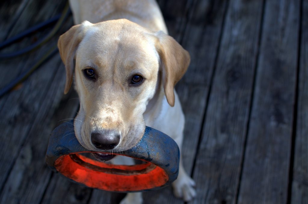 cane organizzare vita quotidiana